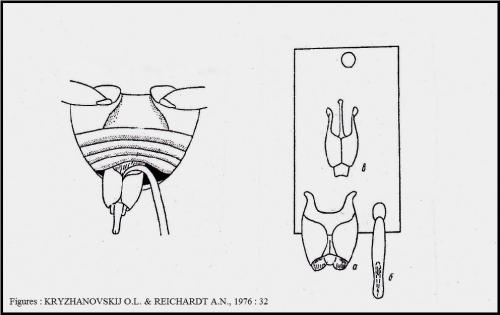 Réf. 184 948 : Saprinus sp.